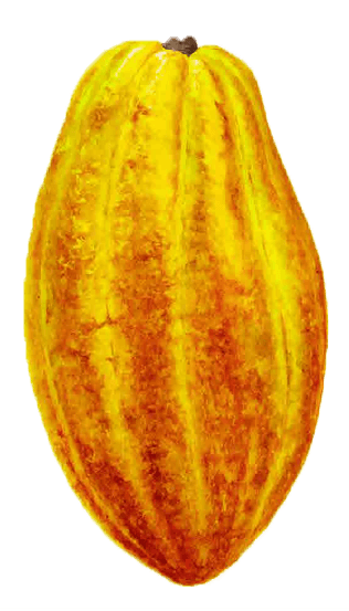 Bright yellow-orange striped cacao pod isolated on white background
