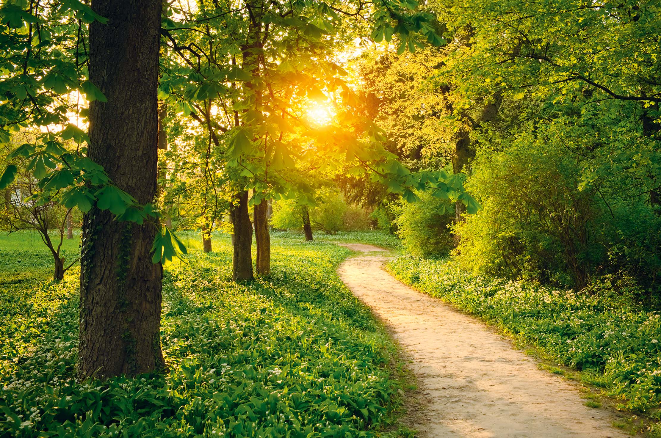 Chemin sinueux dans un parc verdoyant éclairé par le soleil couchant