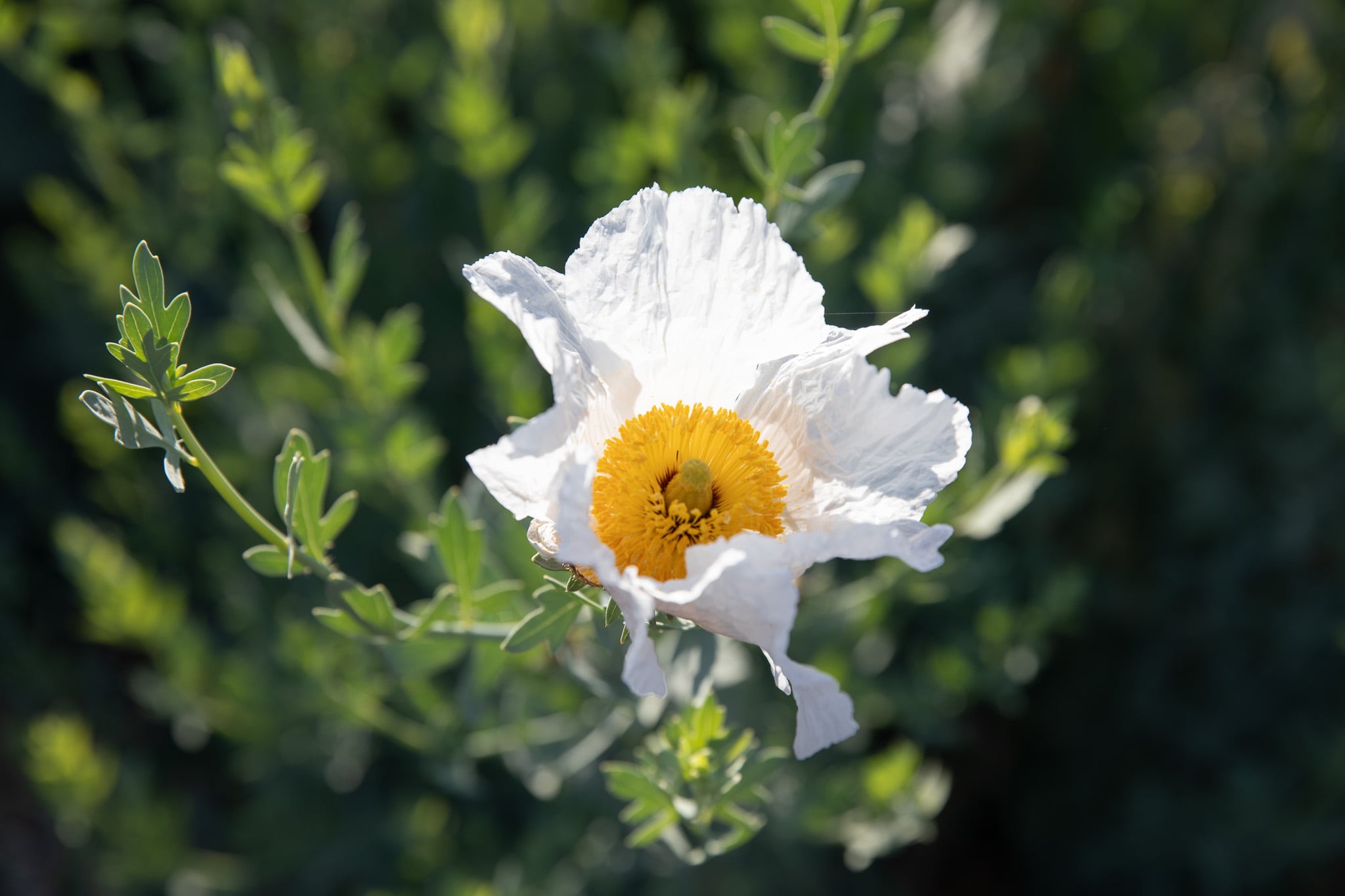 White flower with a yellow center surrounded by green leaves