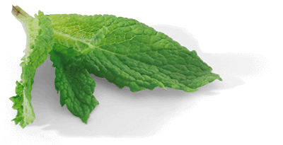 Green leaf with serrated edges isolated on a transparent background