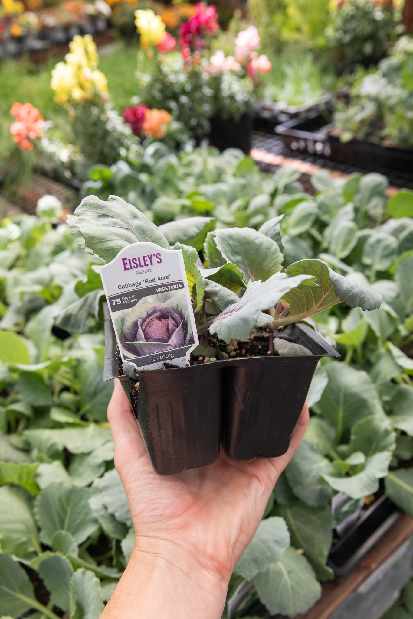 Hand holding a tray of young beets plants at a garden center