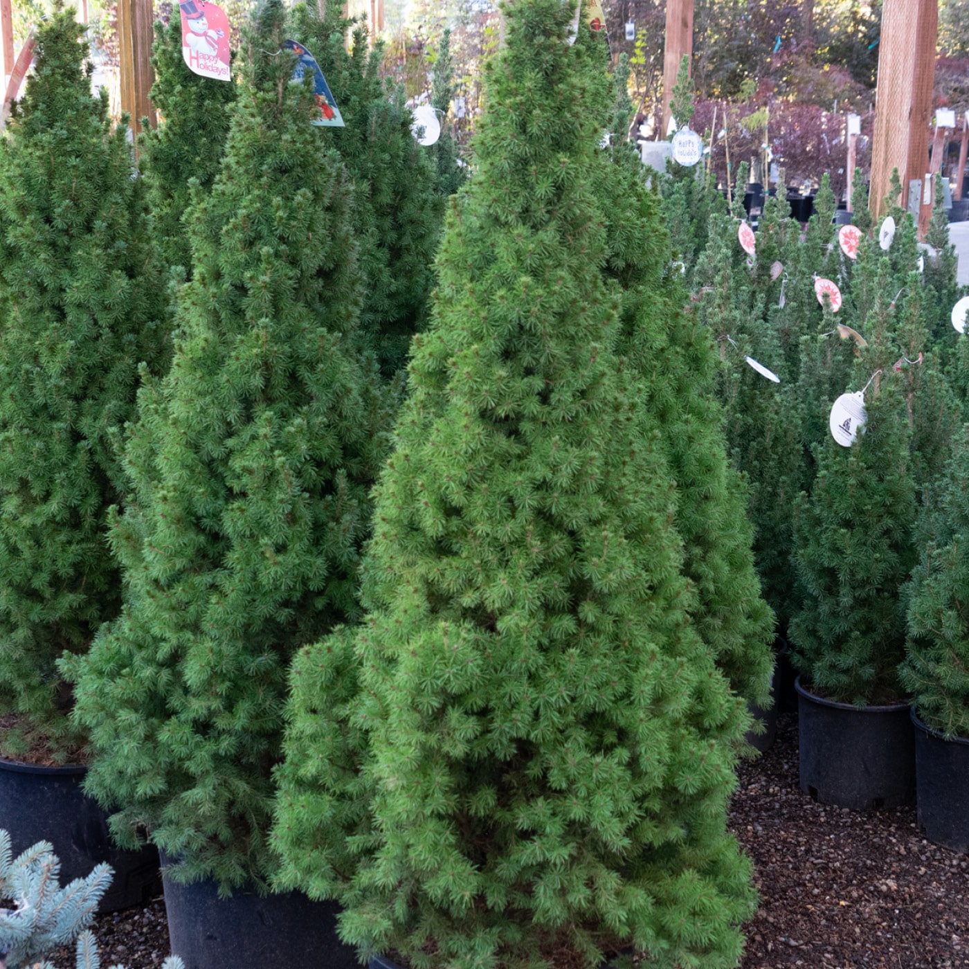 Several small, potted conifer trees displayed for sale at a nursery