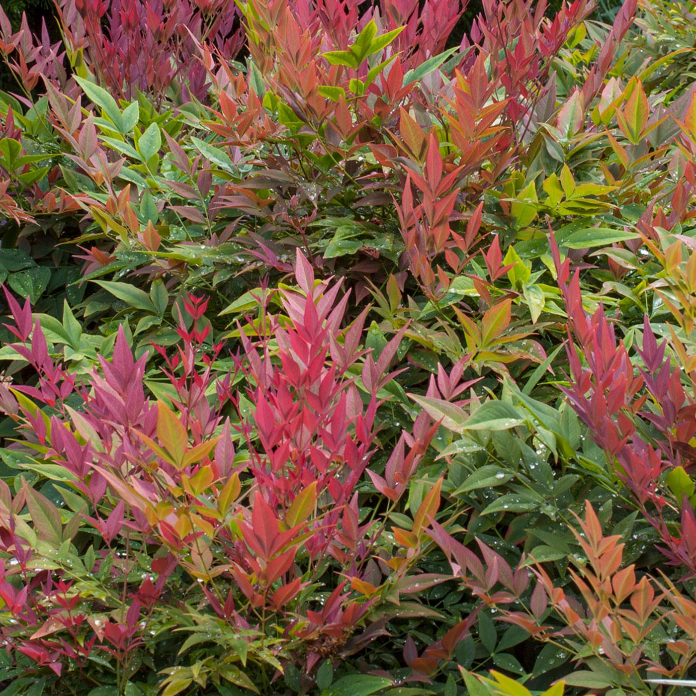 Bushes with green, yellow, and red leaves