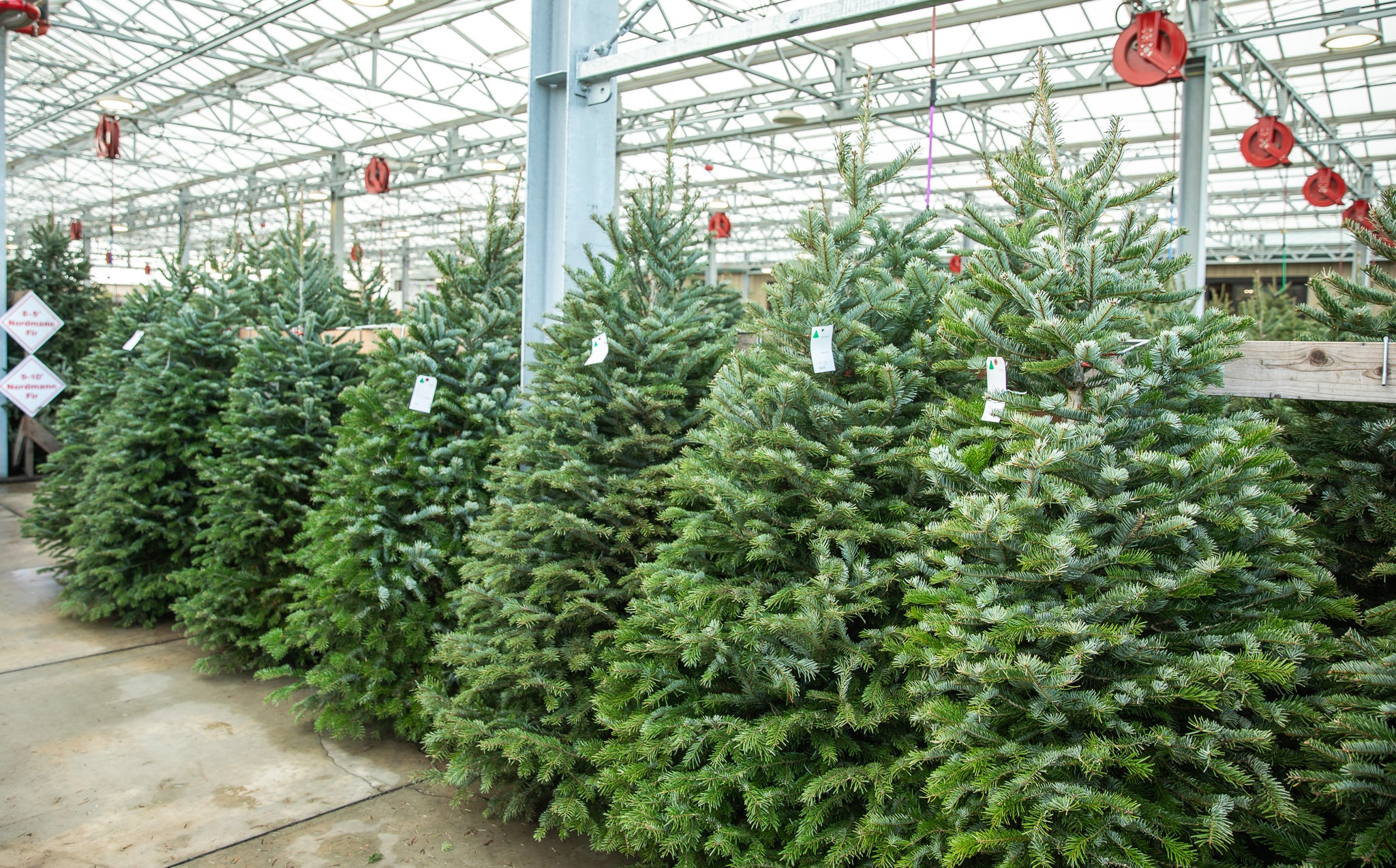 Christmas Trees — Green Acres Nursery & Supply Buy Christmas Tree To Plant