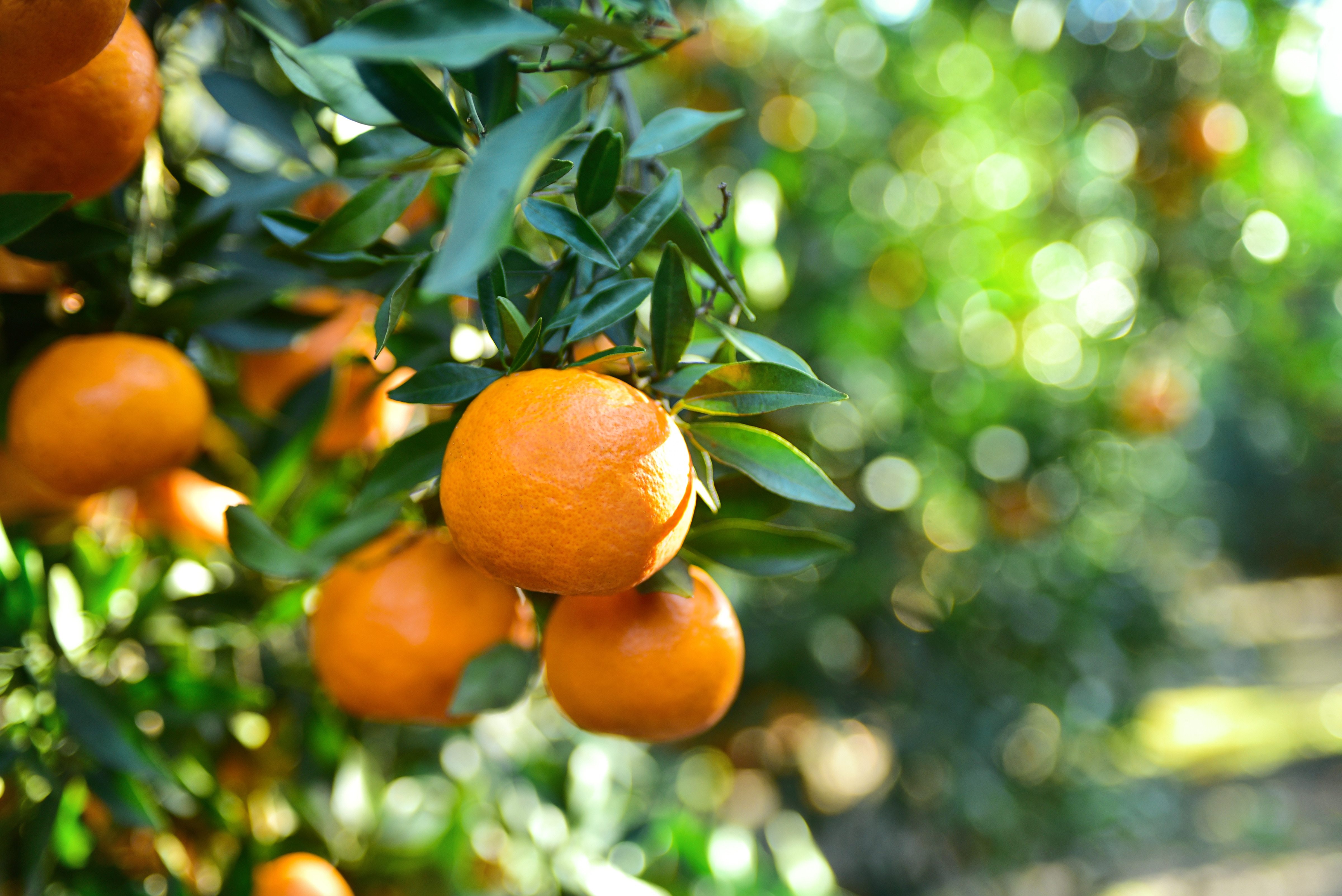 Citrus — Tagged 