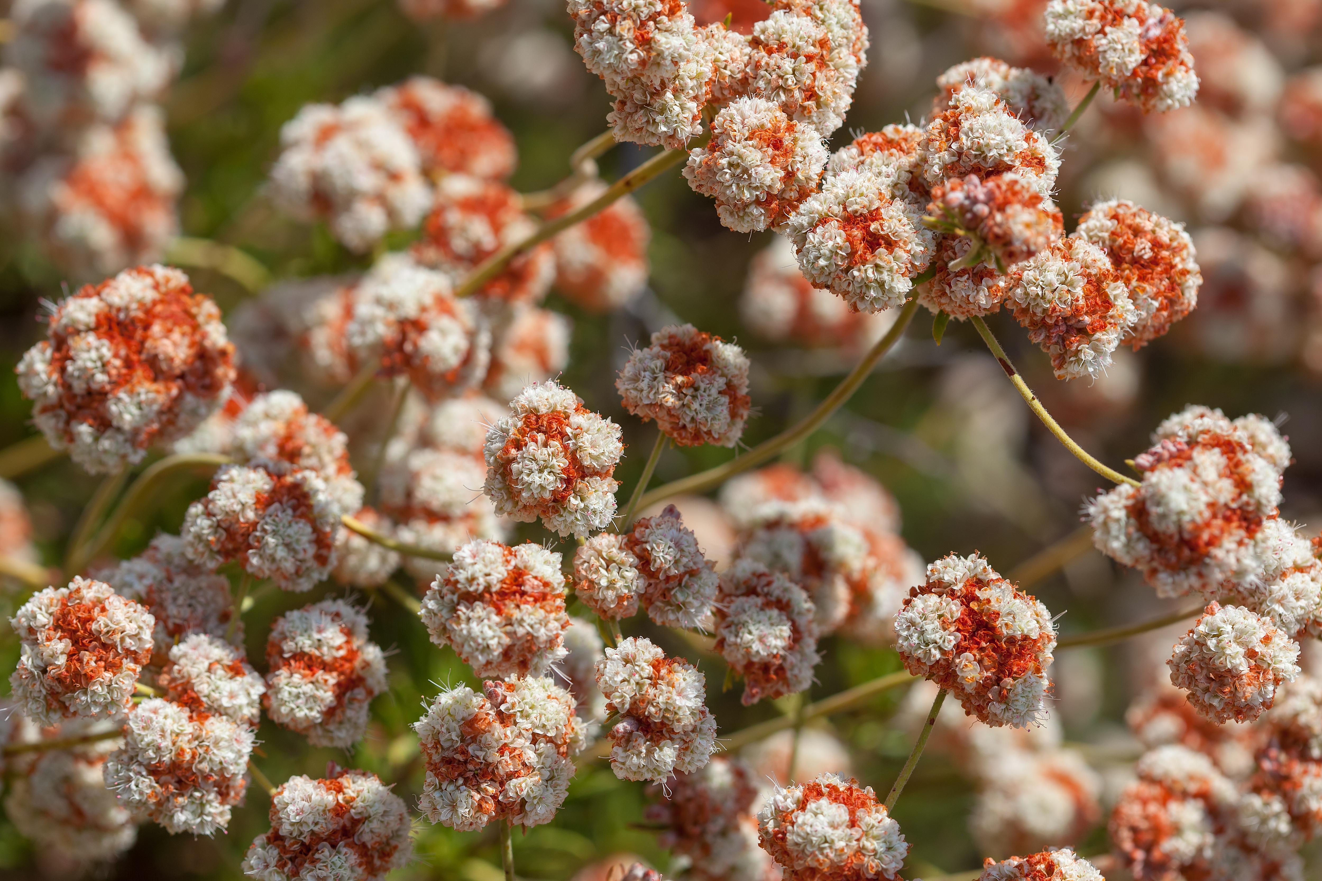 Close-up of small white and pink flowers clustered together