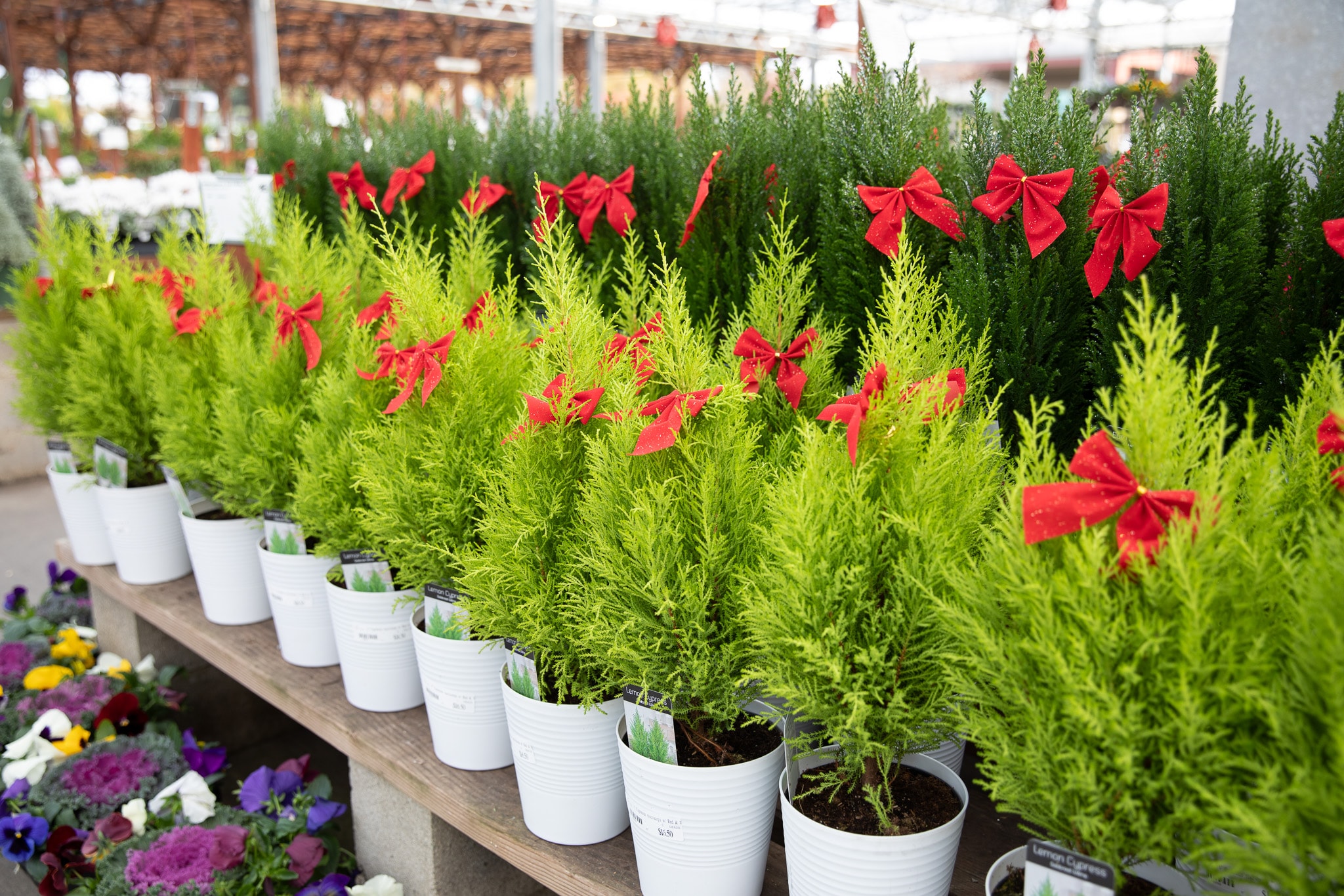 Potted conifer plants with red bows lined up for sale at a garden center