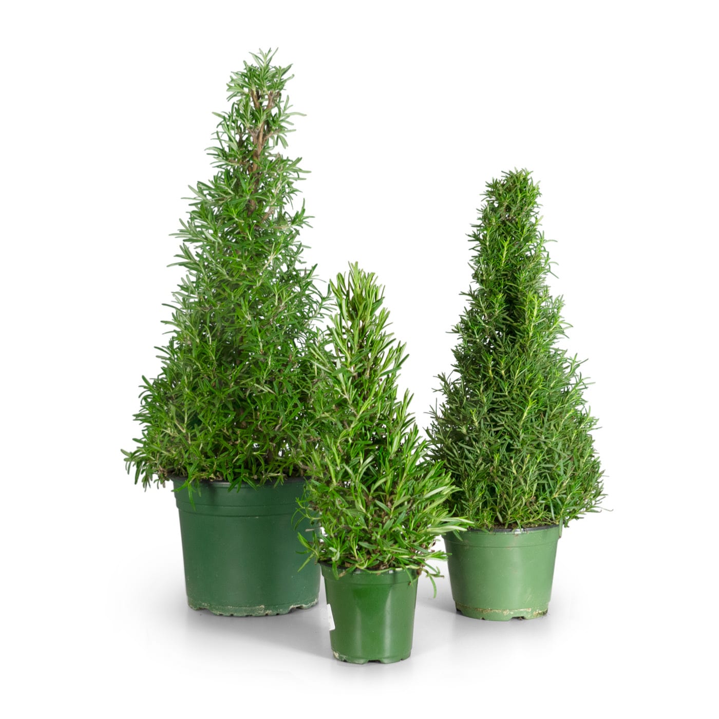 Three potted rosemary plants shaped like Christmas trees on a white background