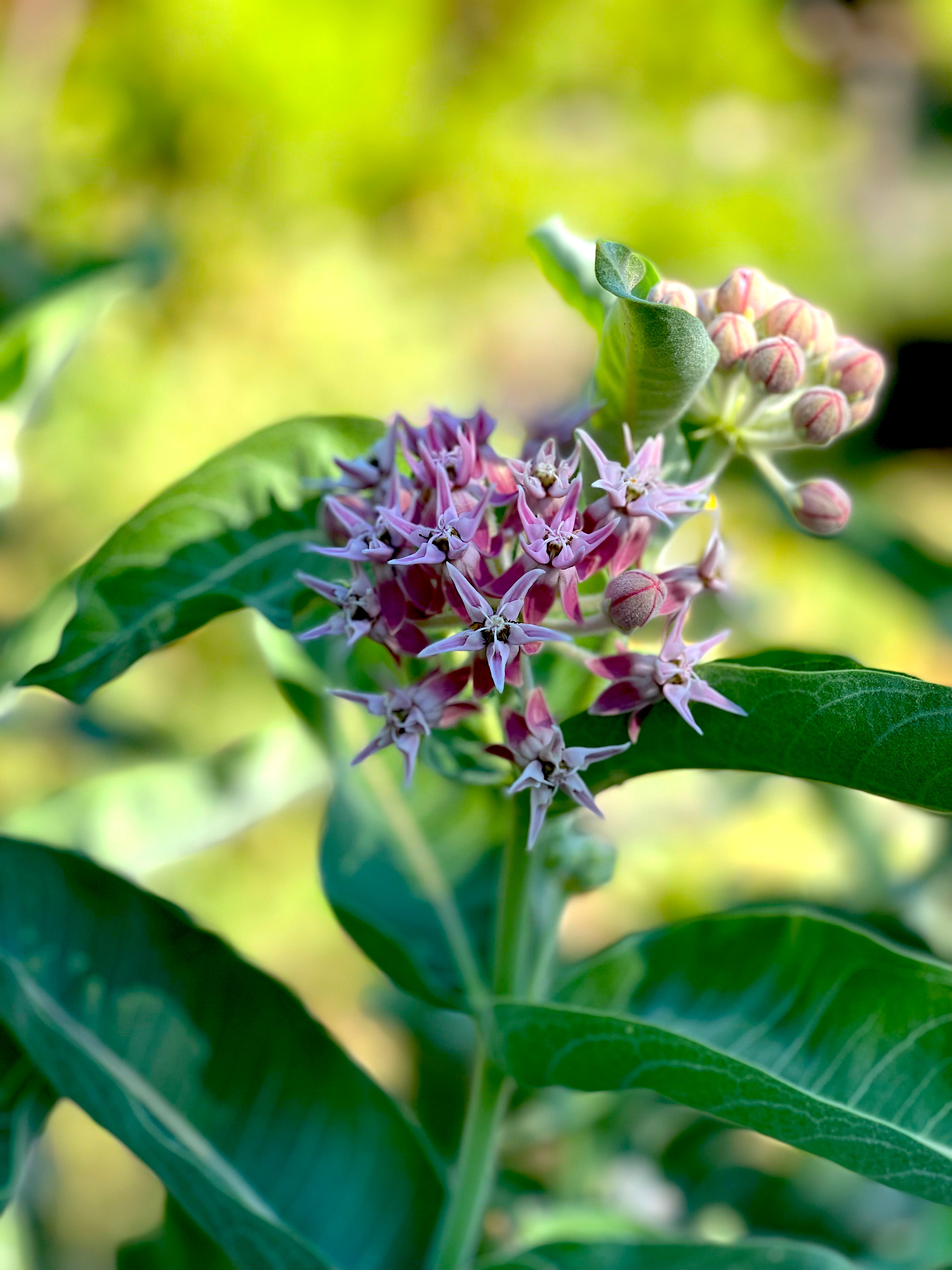Close-up of a blooming milkweed plant with pink flowers and green leaves