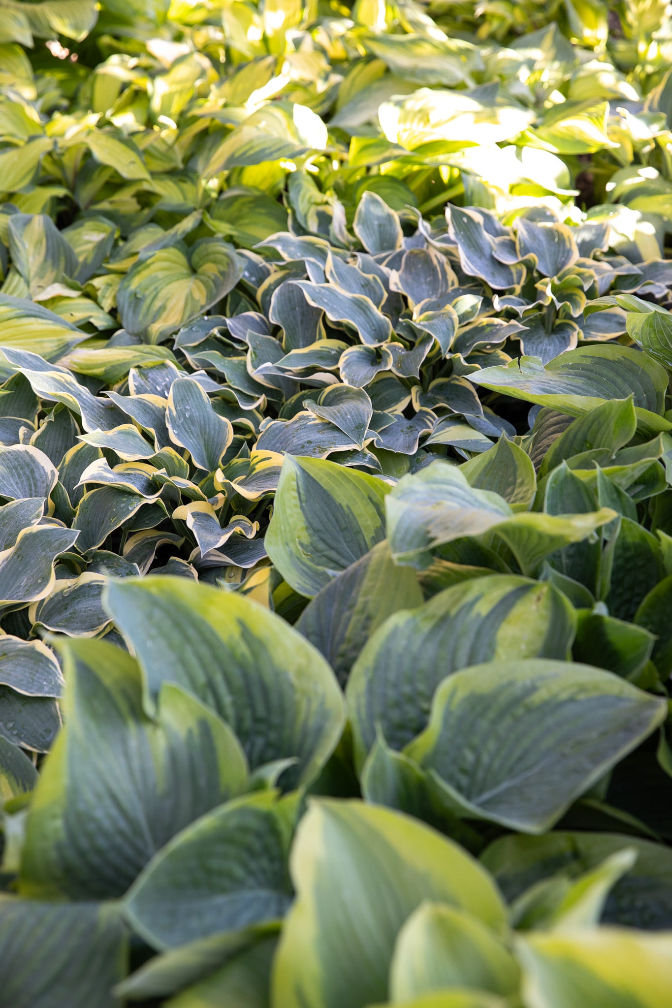 Green Acres Nursery & Supply