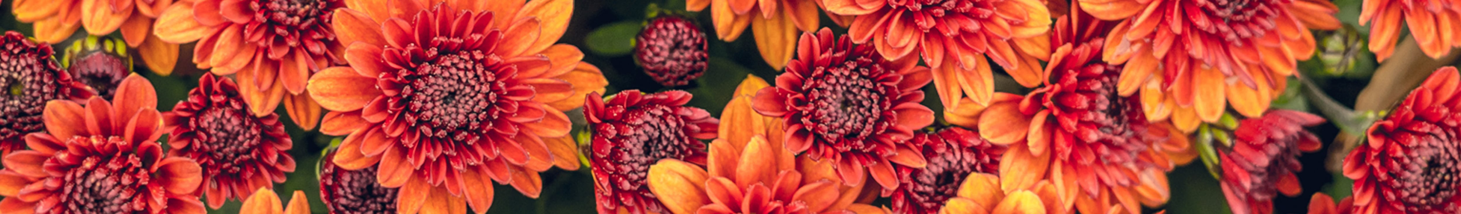Close-up of vibrant red and orange tulips in bloom