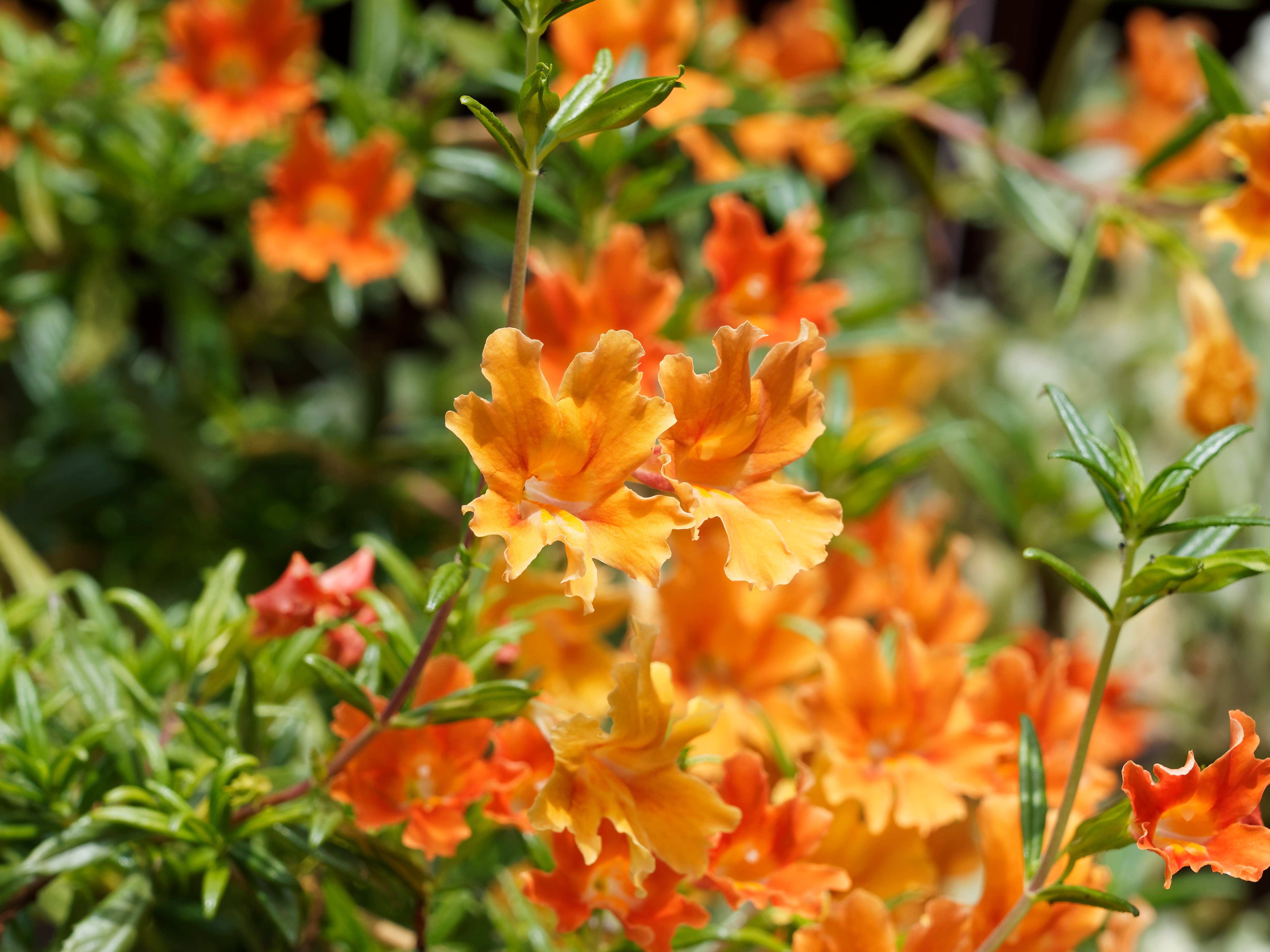 Bright orange azalea flowers in full bloom with green foliage