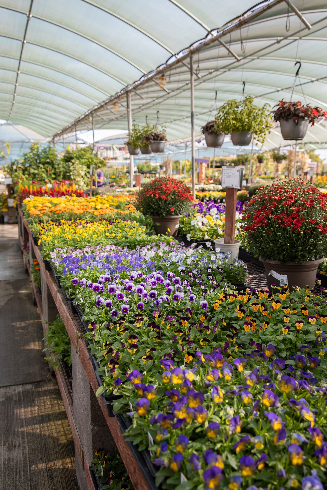 Colorful flowers displayed inside a greenhouse with hanging plants and aisle numbers