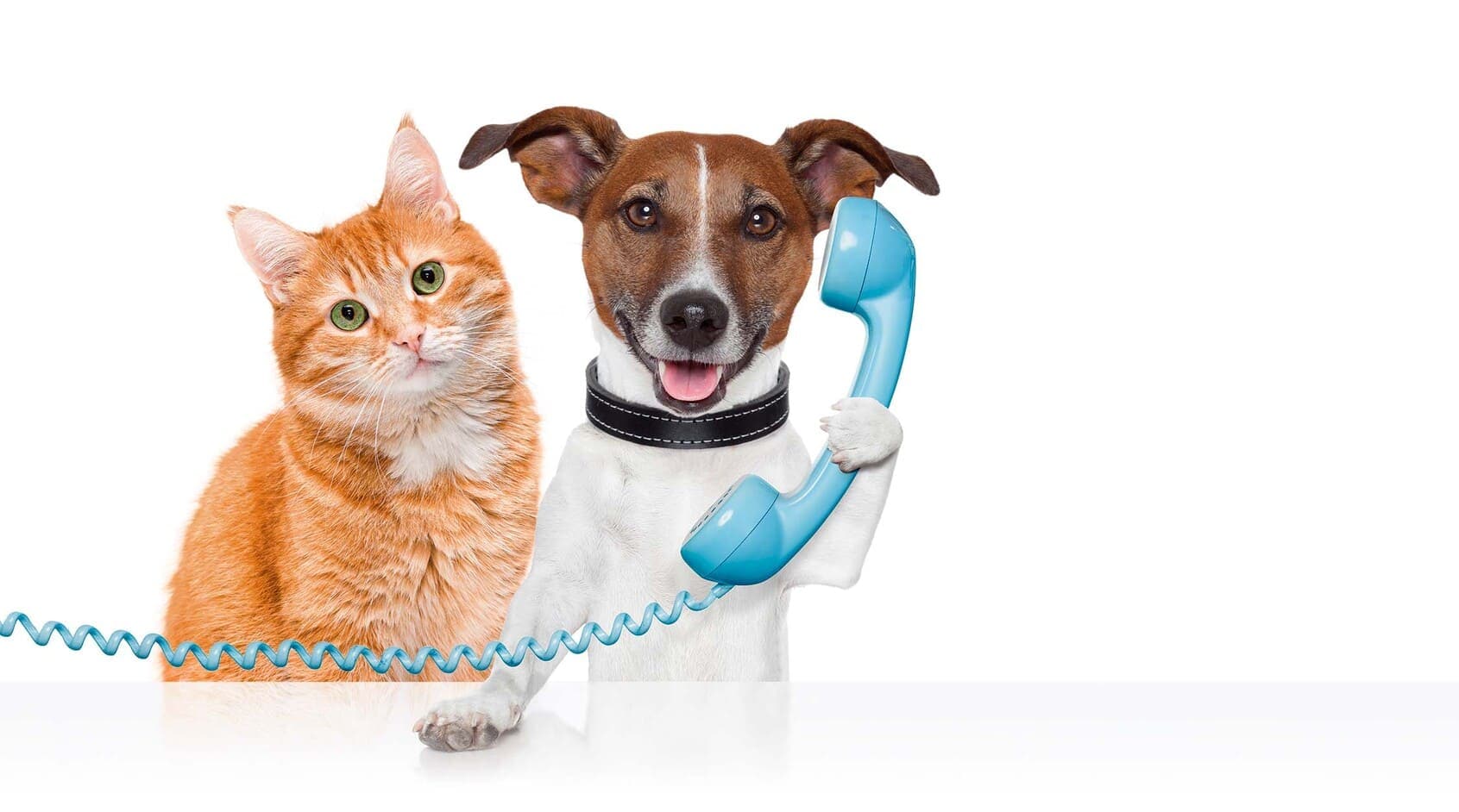 image of a cat and dog and the dog is holding a phone as if making a phone call