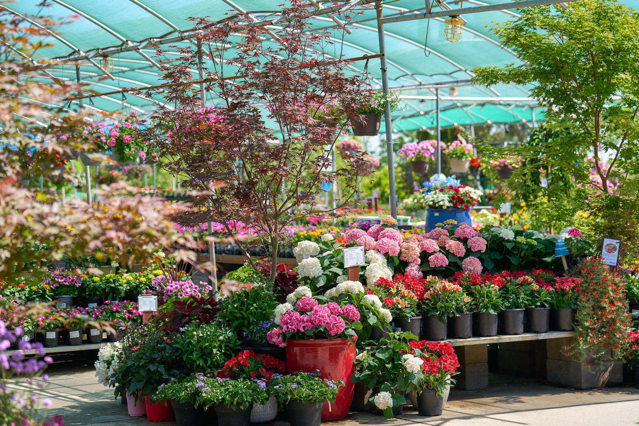 Colorful plants and flowers for sale in a sunny greenhouse