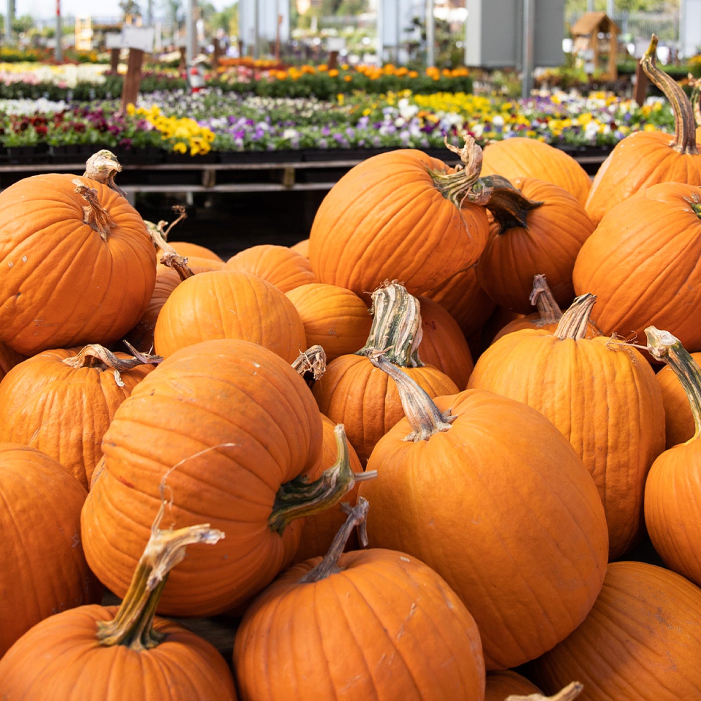 A pile of large orange pumpkins at an outdoor market