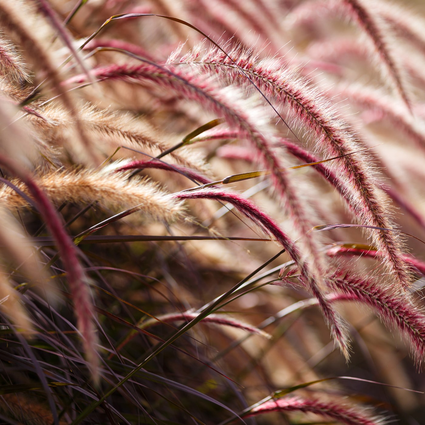 Close-up of purple fountain grass in soft sunlight