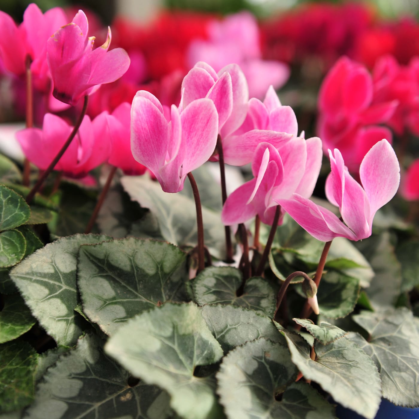 Pink cyclamen flowers with heart-shaped petals and variegated leaves, red blooms in the background