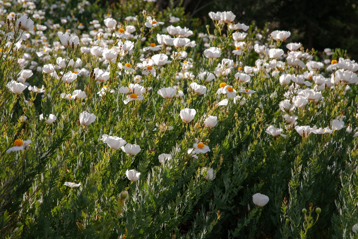 Field of white wildflowers bathed in sunlight