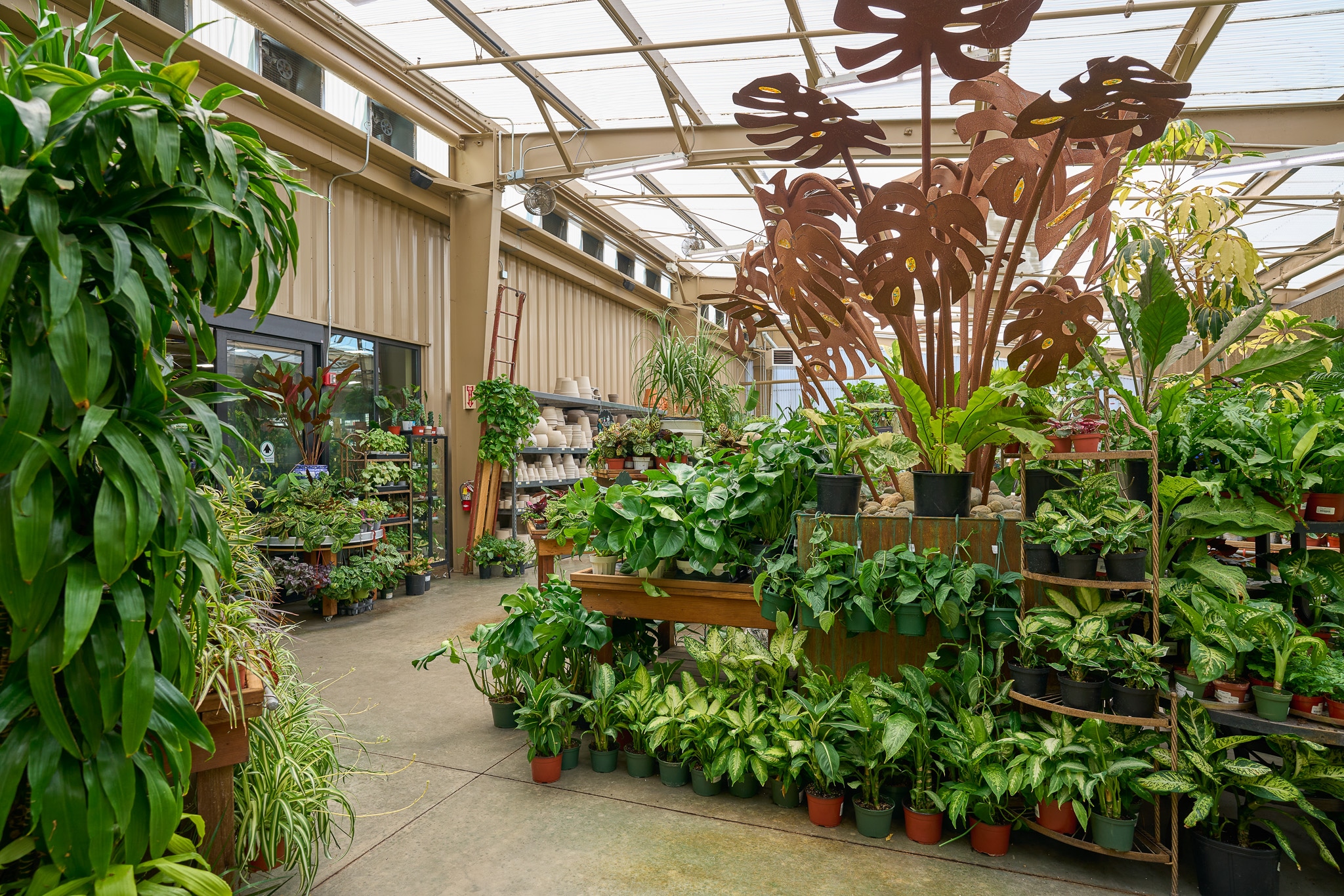 Greenhouse interior filled with lush plants, under a translucent ceiling, with a central walkway