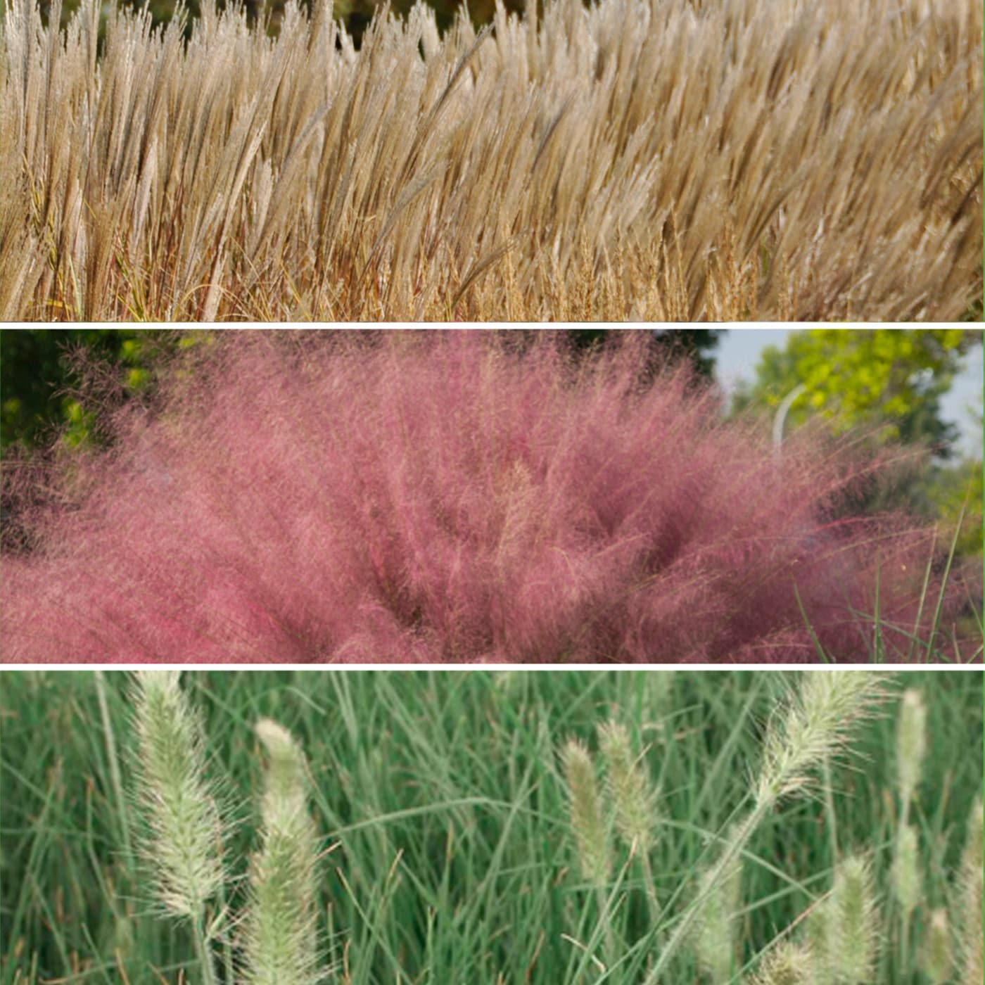 Three panels showing different ornamental grasses: beige, pink, and green