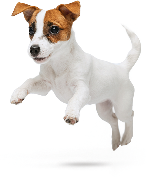 Chien Jack Russell Terrier bondissant sur fond blanc, joyeux et dynamique