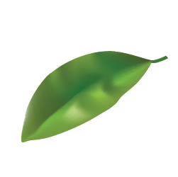 A single glossy green leaf on a transparent background