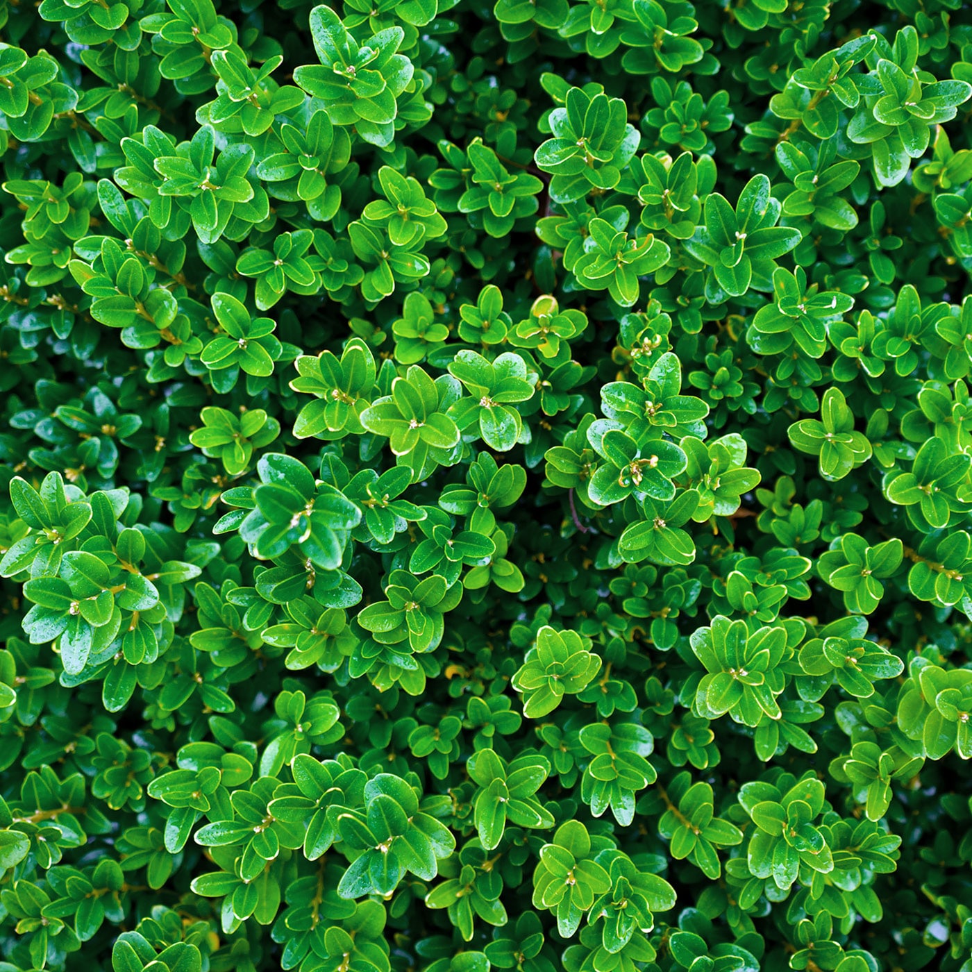 Close-up view of lush, green buxus (boxwood) leaves