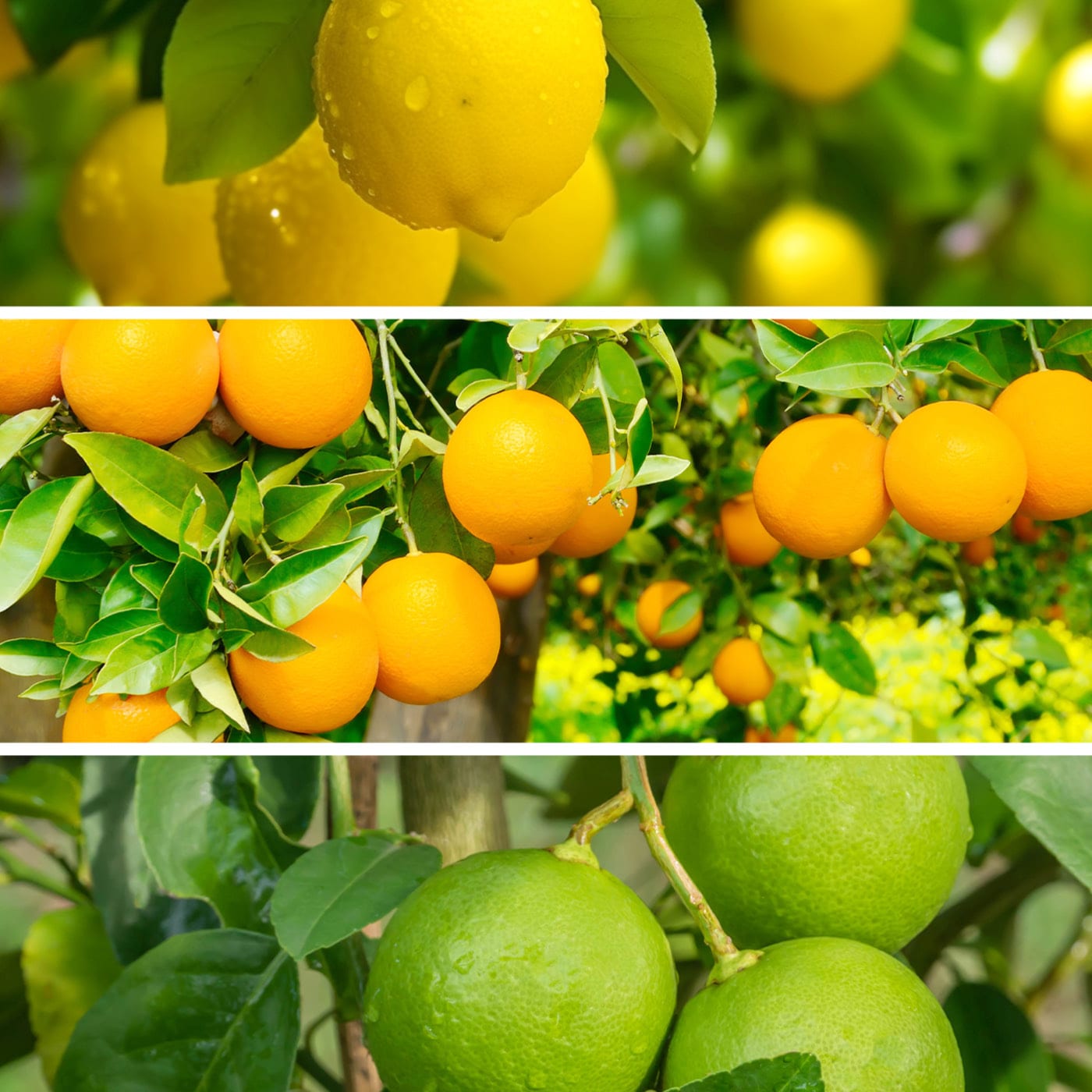 Collage of citrus fruits: top to bottom, lemons, oranges, and limes on trees