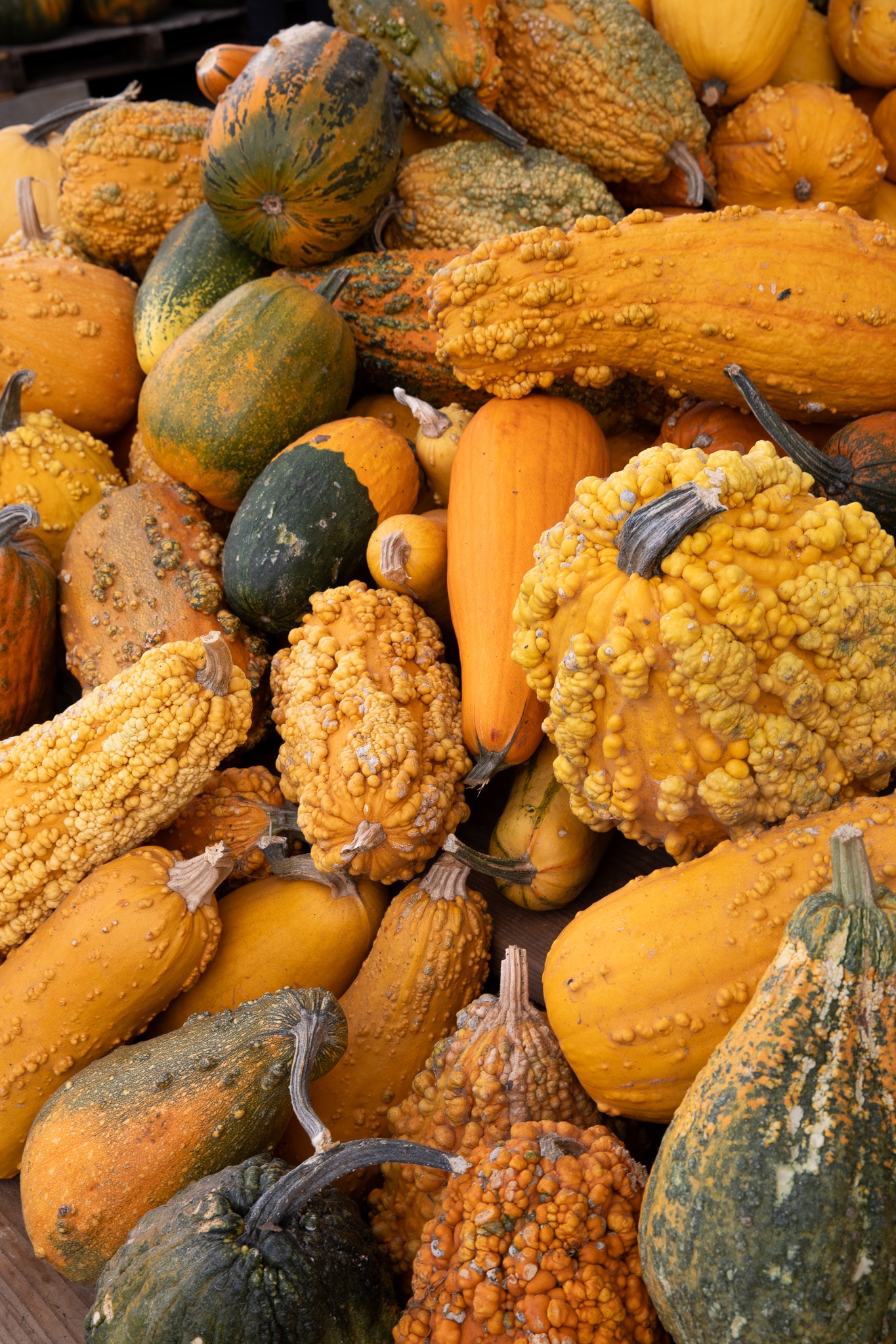 Assorted colorful gourds and pumpkins in a pile
