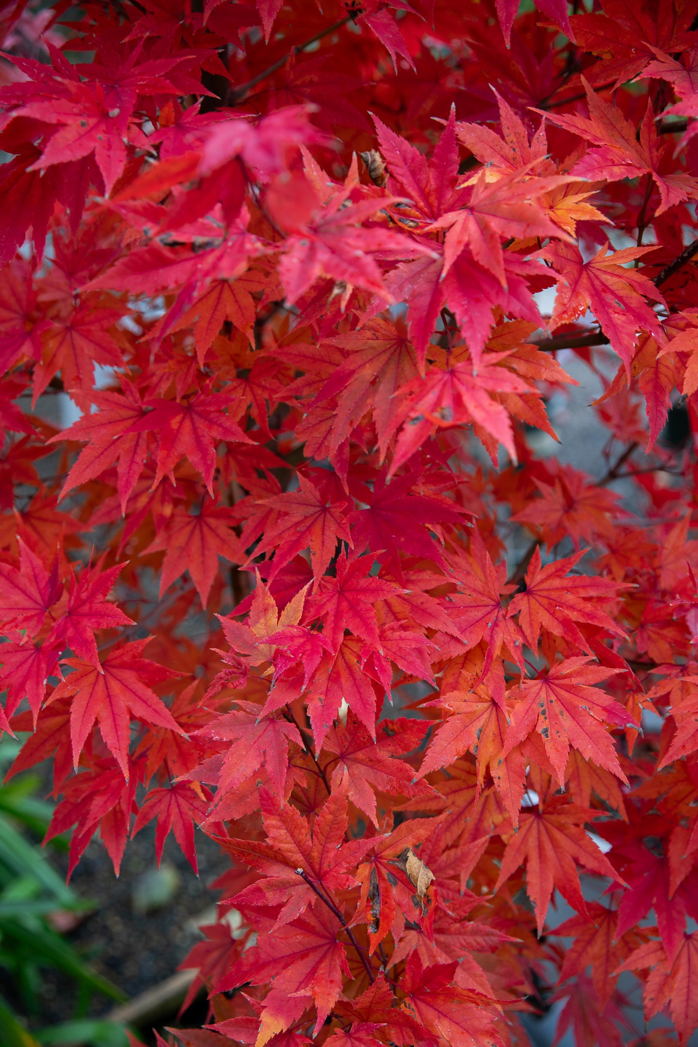 Vibrant red Japanese maple leaves