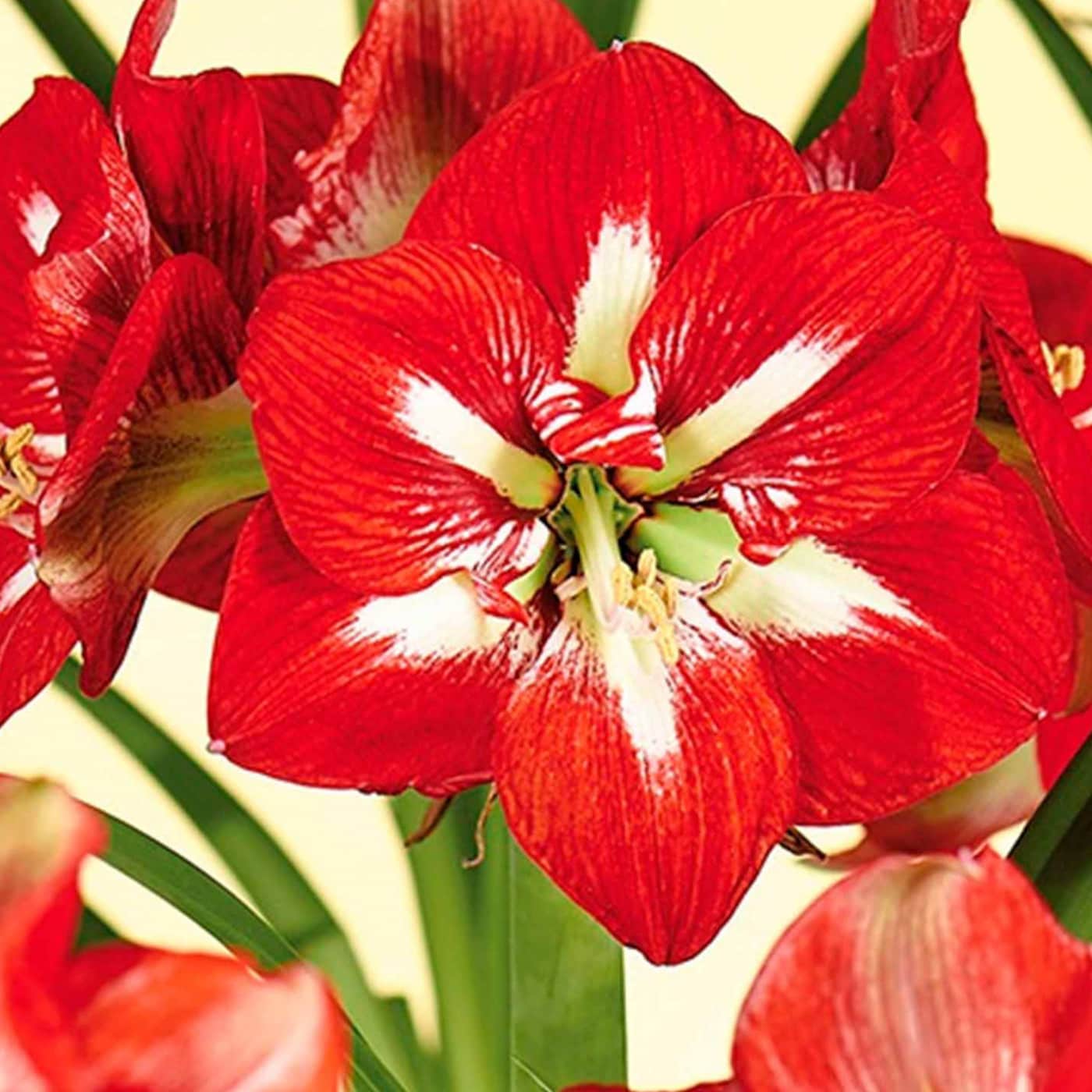 Close-up of a vibrant red amaryllis flower with white streaks