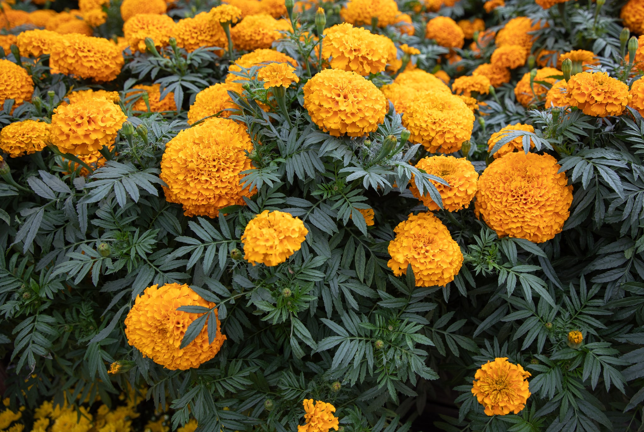 Vibrant orange marigolds densely packed with lush green leaves