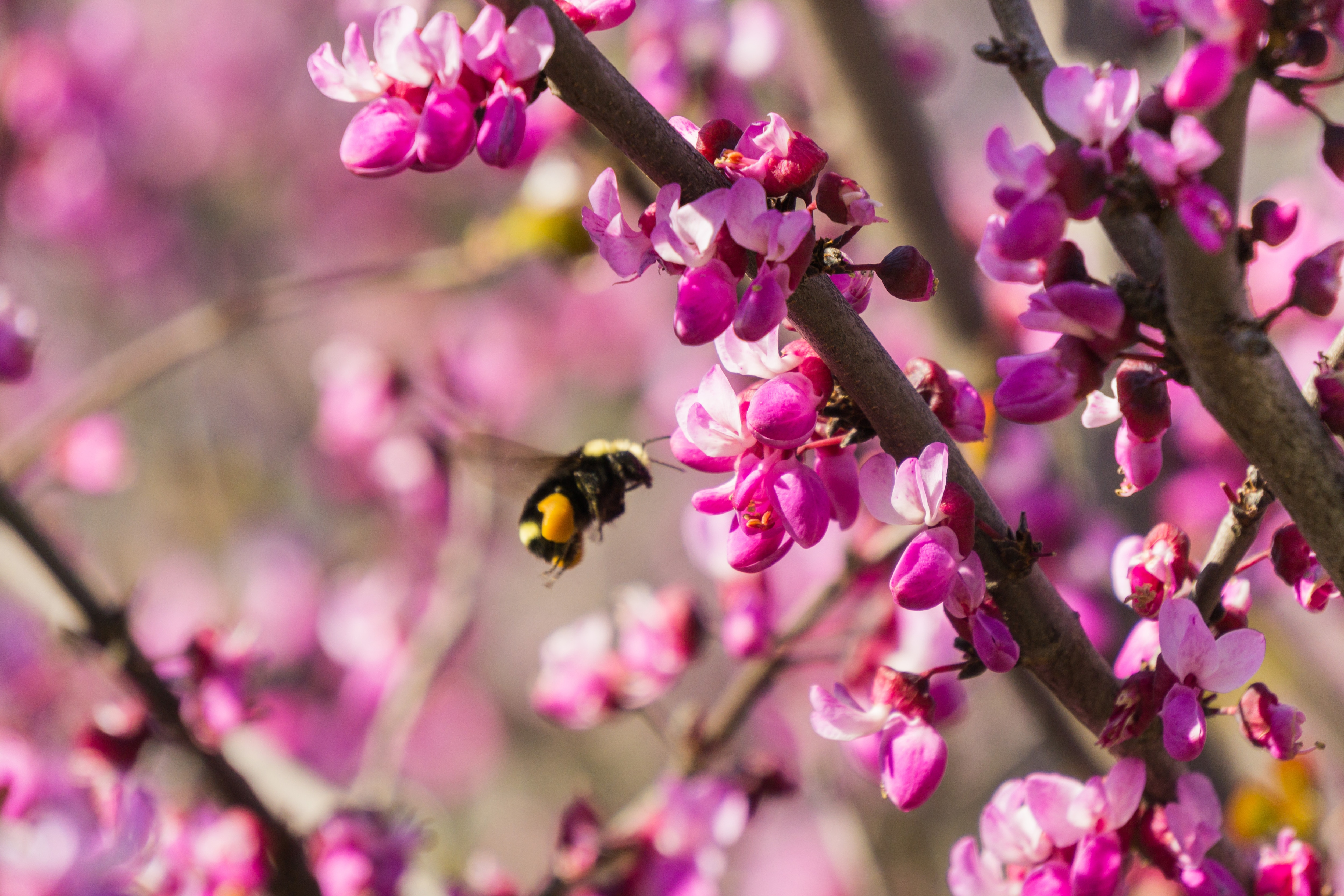 Bumblebee flying near vibrant pink redbud blossoms