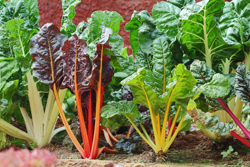 Colorful Swiss chard plants growing in a garden