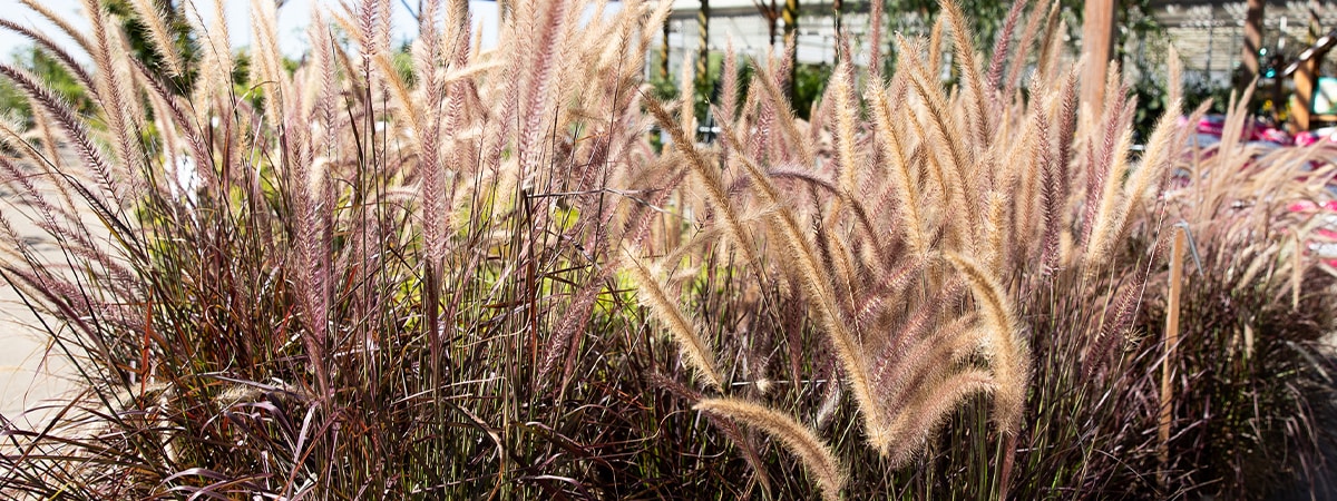 Lush ornamental grasses with a mix of purple and tan colors