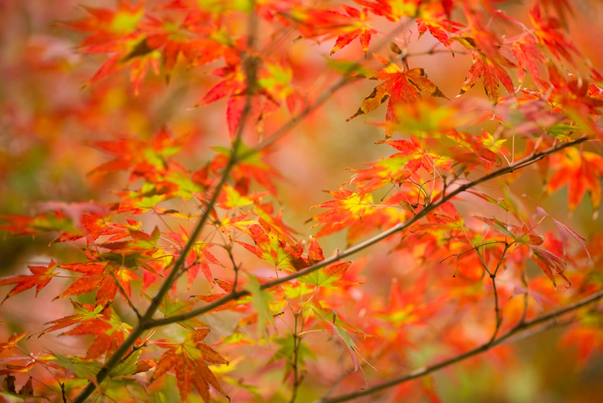 Close-up of vibrant red and yellow autumn maple leaves