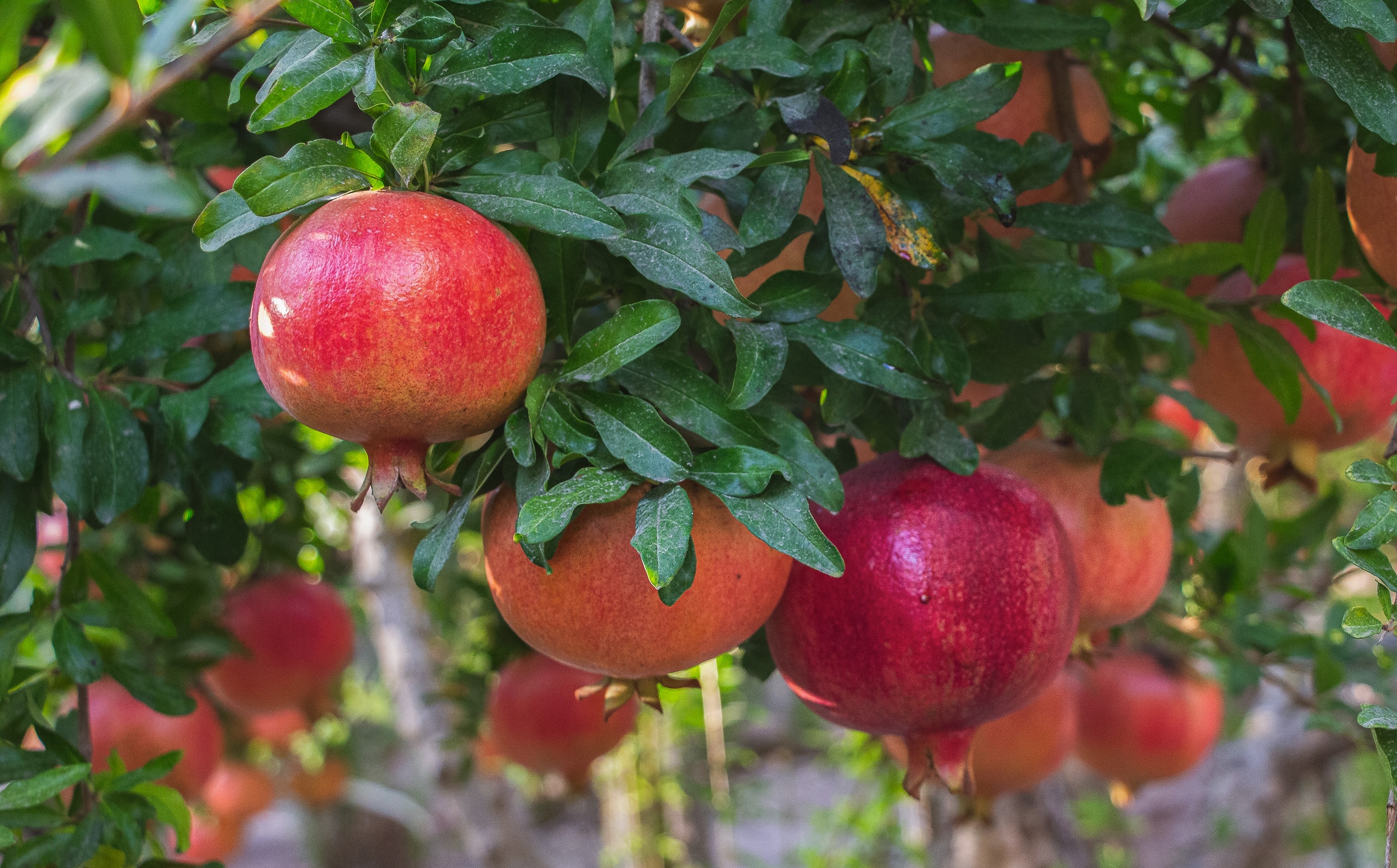 Ripe pomegranates hanging on a tree with green leaves