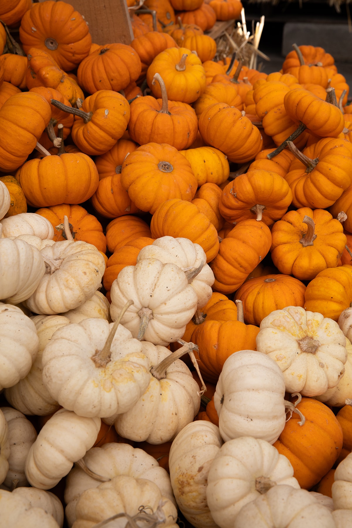 A variety of small orange and white pumpkins displayed for sale