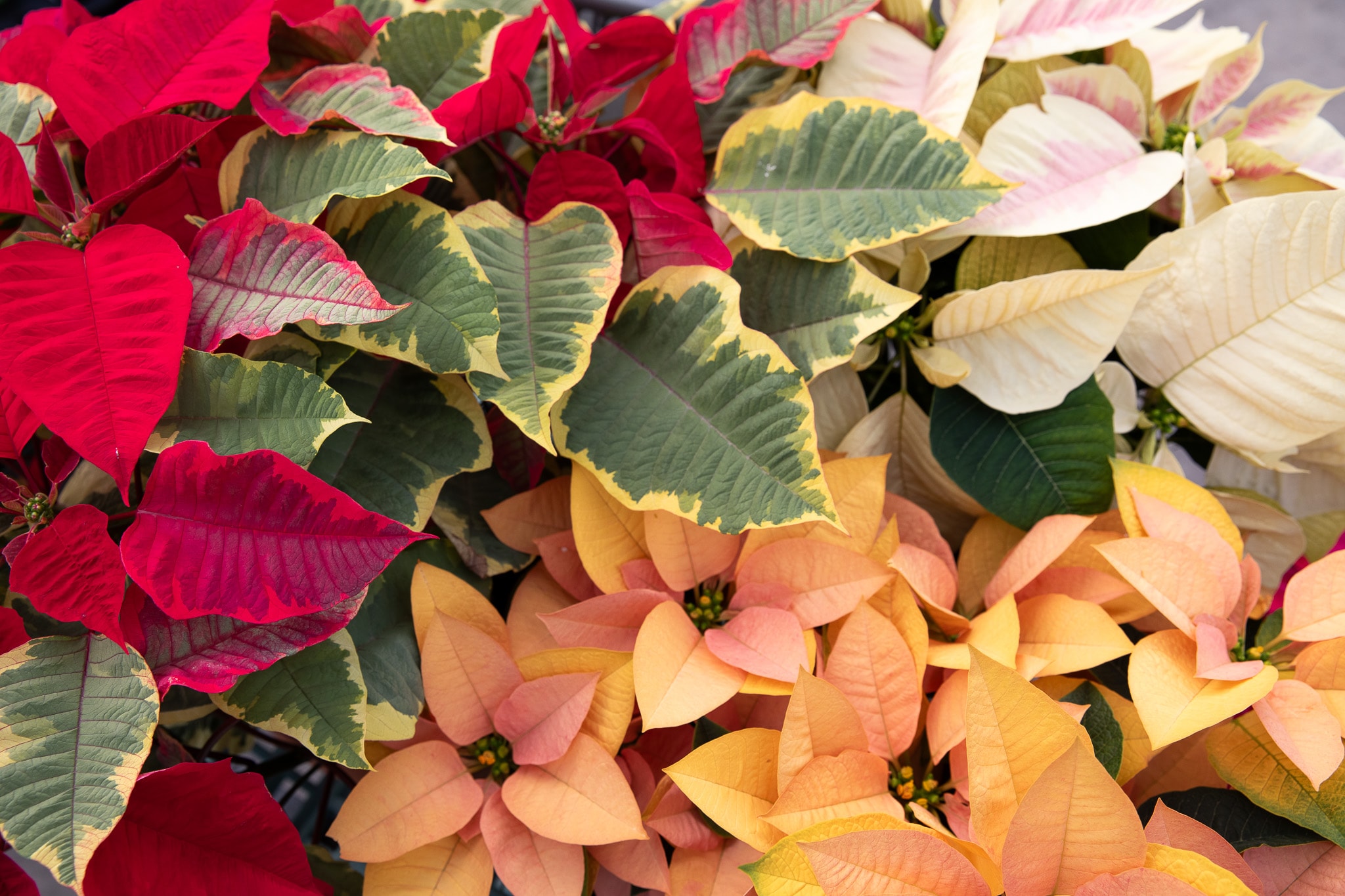 Colorful poinsettias in red, pink, yellow, and variegated leaves