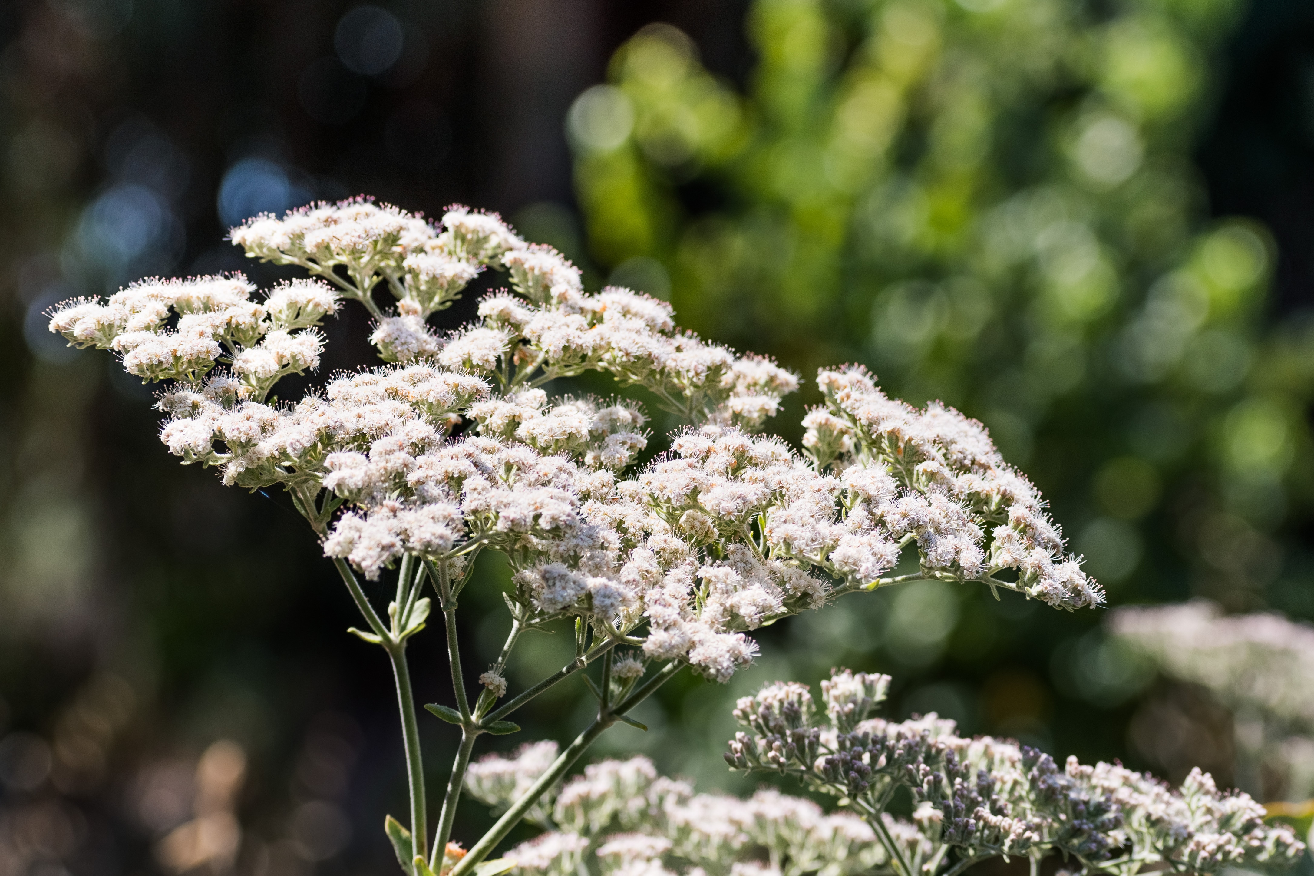 Close-up of white yarrow flowers in bloom under sunlight