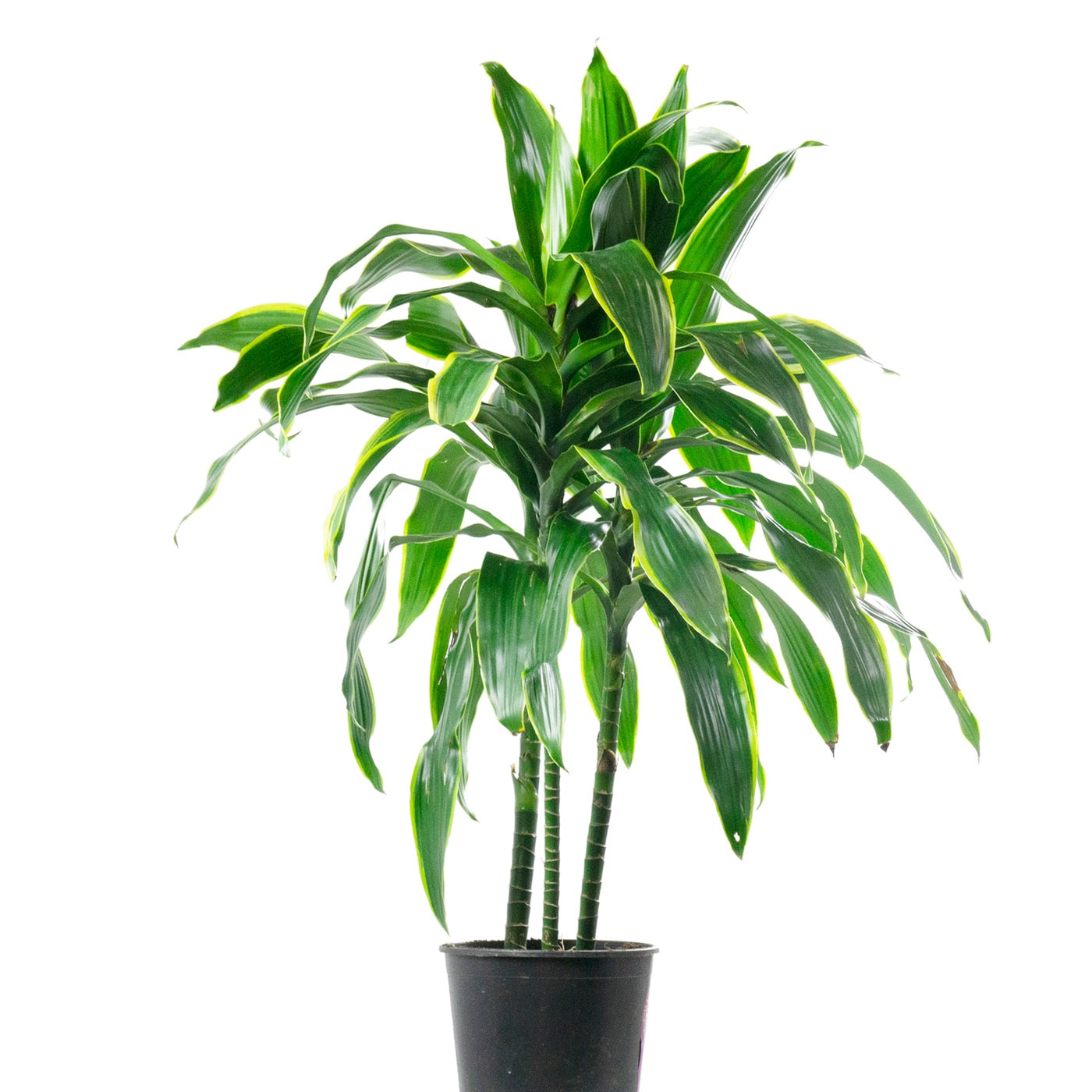 Green potted houseplant with lush leaves on a white background