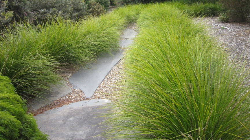 Narrow concrete path winding through dense green tussock grass