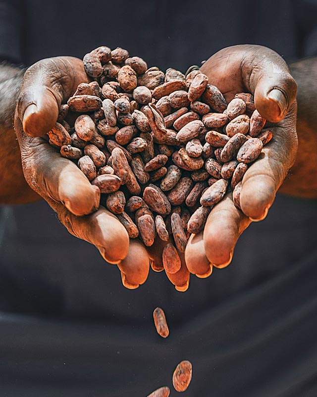 Hands holding cocoa beans in a heart shape