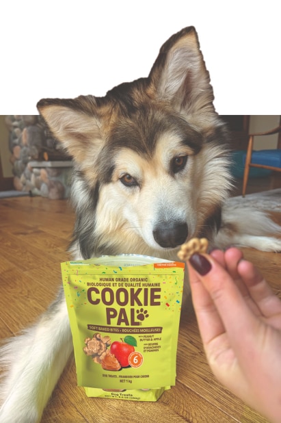 Chien regardant un biscuit à côté d'un paquet de Cookie Pal, possible publicité pour friandises canines