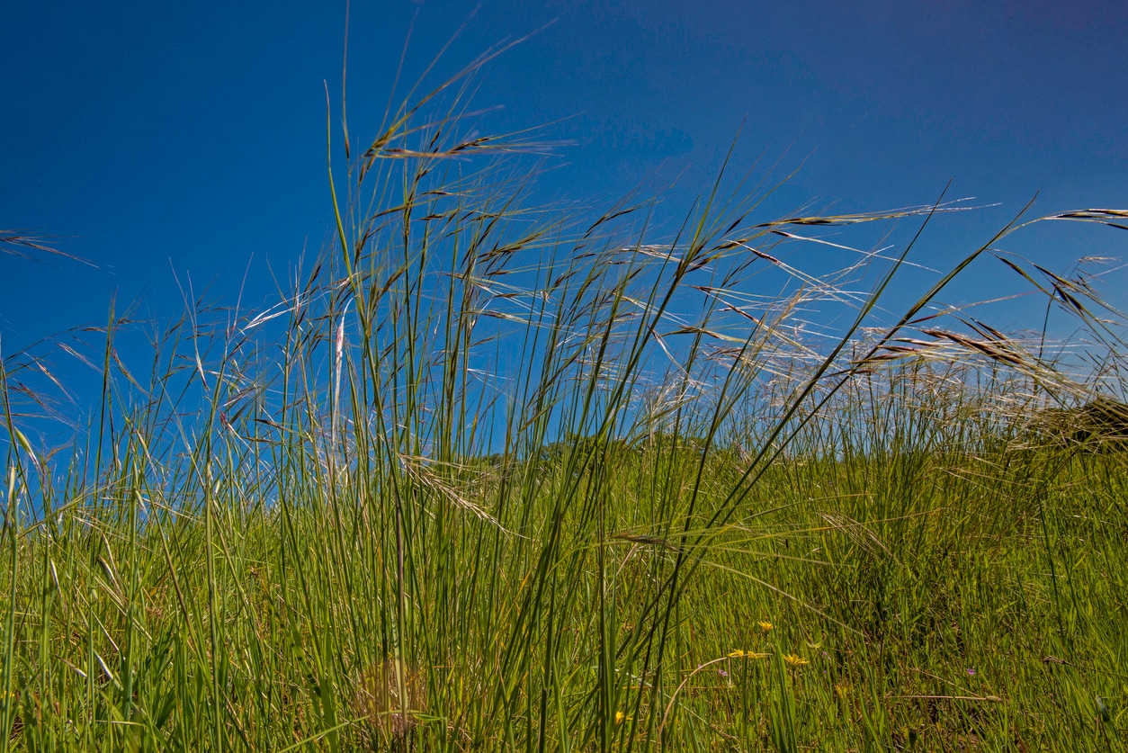 Tall grass waving in a field under a clear blue sky