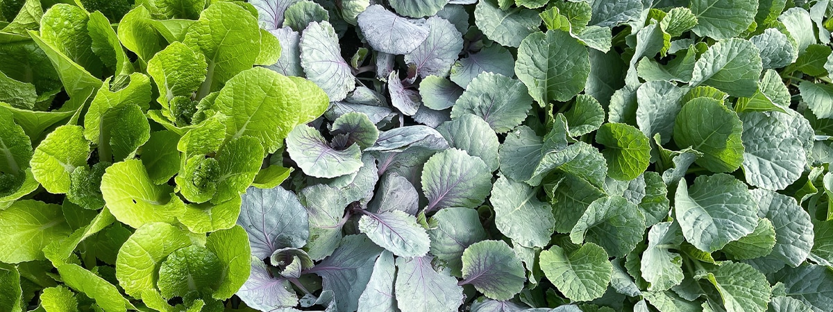 Close-up of green and purple cabbages in a garden